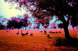 Geese grazing near Lake Monona © Fibitz